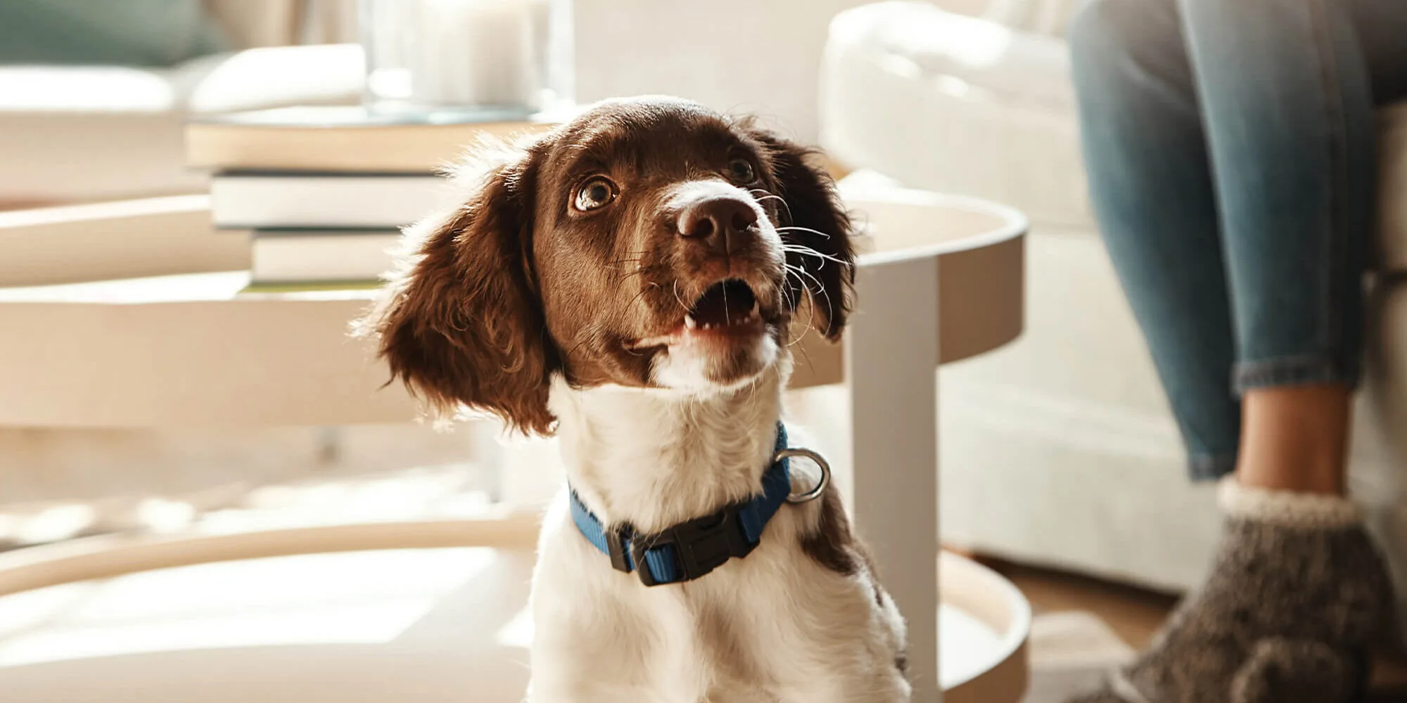 Happy Dog With Head Up