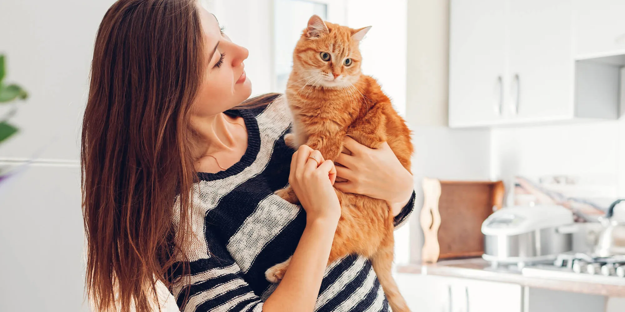 Holding Cat In Kitchen Holding Cat In Kitchen