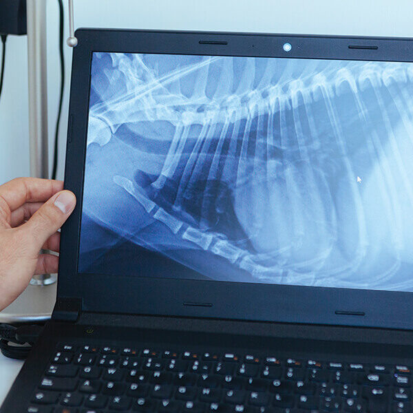 Looking At Digital Xray Looking At Digital Xray