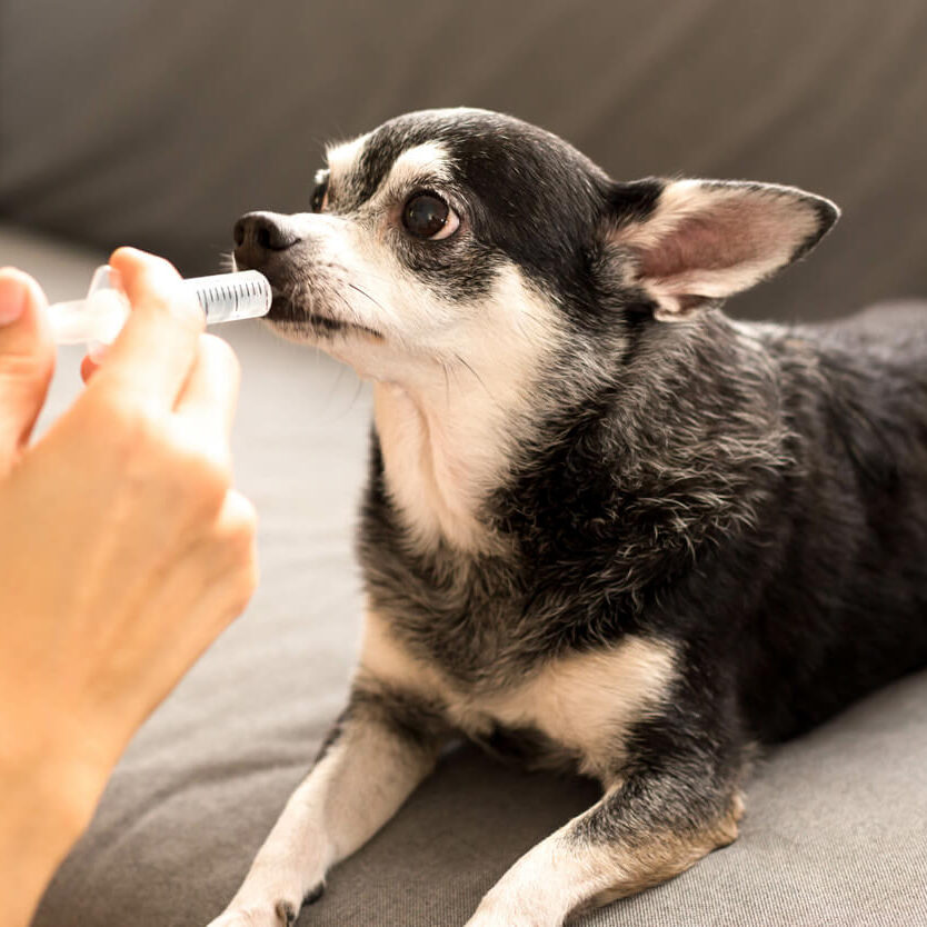 Prescription Refill Request In Asheville Nc dog taking medicine