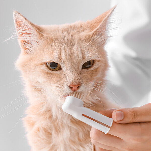 Teeth Cleaning In Asheville Nc brushing cats teeth