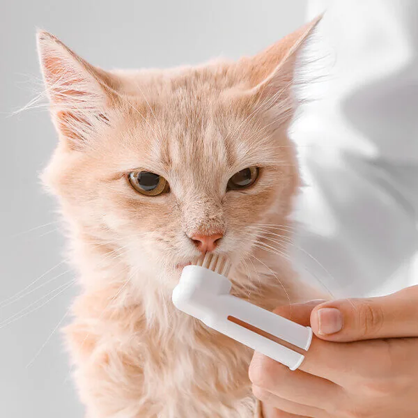 brushing cats teeth